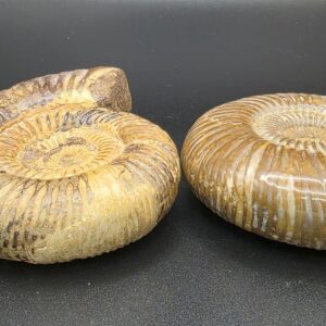 Fosil Amonite Madagascar