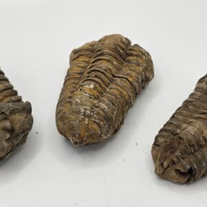 Trilobite del Sahara