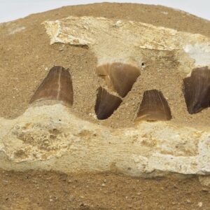 Mandíbula Mosasaurio