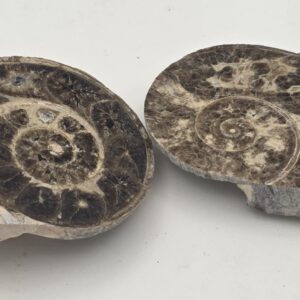 Amonite Fósil de Marruecos