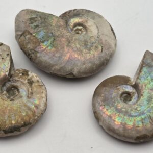 Amonite Opalizado Madagascar 135 millones